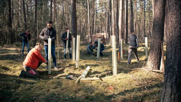 Mehrere Personen pflanzen in einem Waldstück kleine Bäume