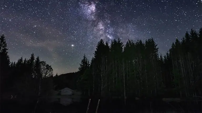 Blick auf einen dunklen Wald und einen sternenklaren Himmel 