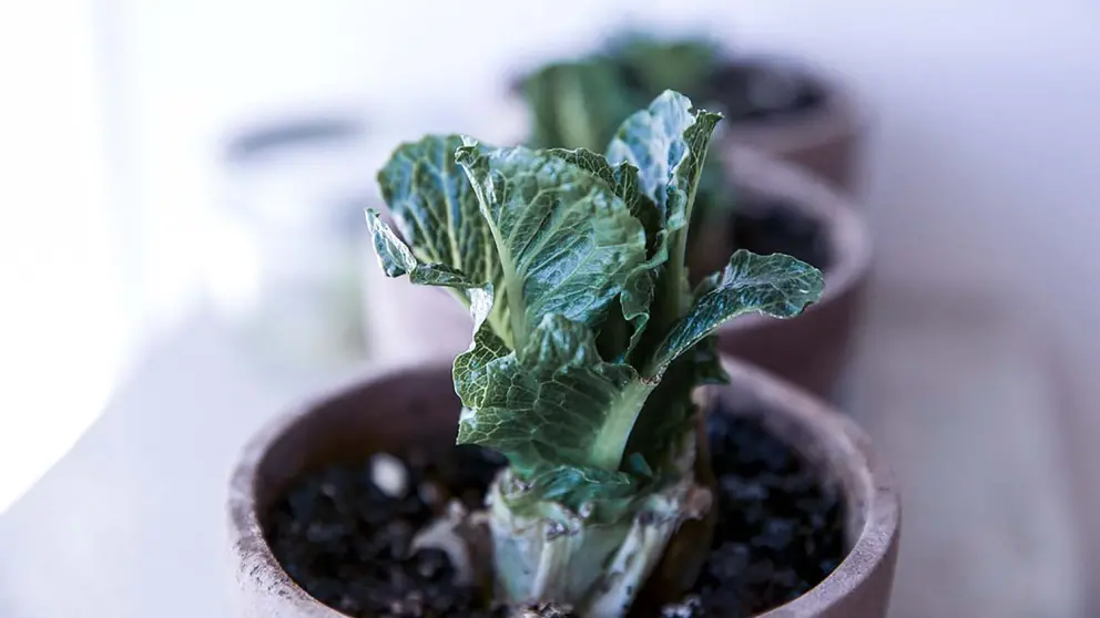 Salat von der Seite im Blumentopf